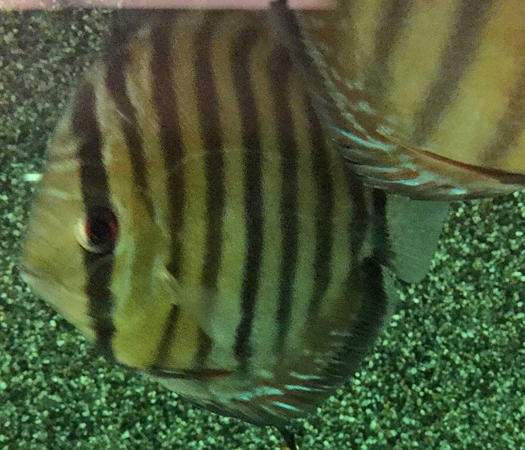 Discus Nova Olinda (S. AEQUIFASCIATUS NOVA OLINDA XL)