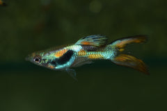 Gup Dubbelzwaard Man (POEC. RET. DOUBLE SWORD MALE M)
