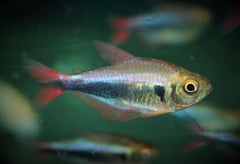 Peru Rood Blauw Tetra (HYPHESSOBRYCON MARGITAE M)