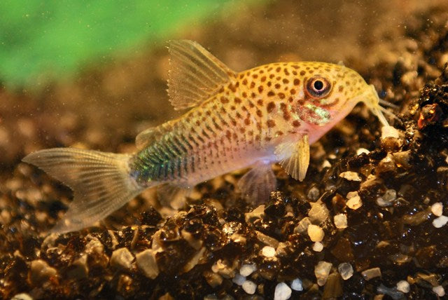 Pantsermeerval Similis (CORYDORAS SIMILIS M)