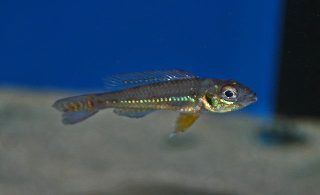 Dwergcichlide Opercularis (BIOTOECUS OPERCULARIS  M)