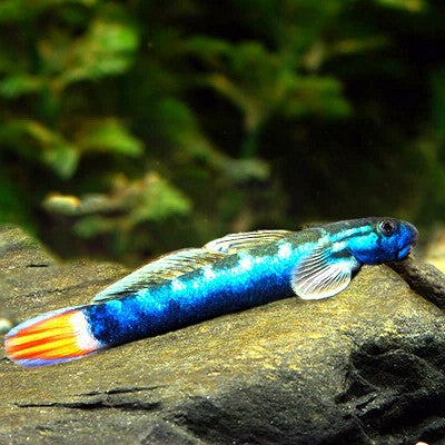 Sicyopterus lagocephalus 6-7 cm.