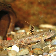 Pseudogobiopsis lumbantobing