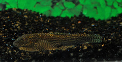 Sewellia Spotted (SEWELLIA SP. SPOTTED M/L)