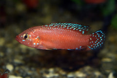 Juweelcichlide Exsul (RUBRICATOCHROMIS EXSUL M)