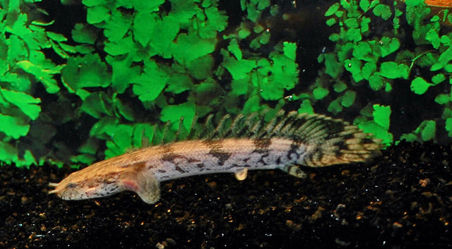 Kwastvinsnoek Endlicheri (POLYPTERUS ENDLICHERI ENDLICHERI M)