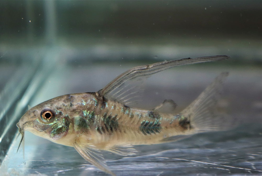 Gevlekte Pantsermeerval Sluier (CORYDORAS PALEATUS LONGFIN S)