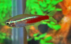 Neontetra Goud (PARACHEIRODON INNESI GOLD L)