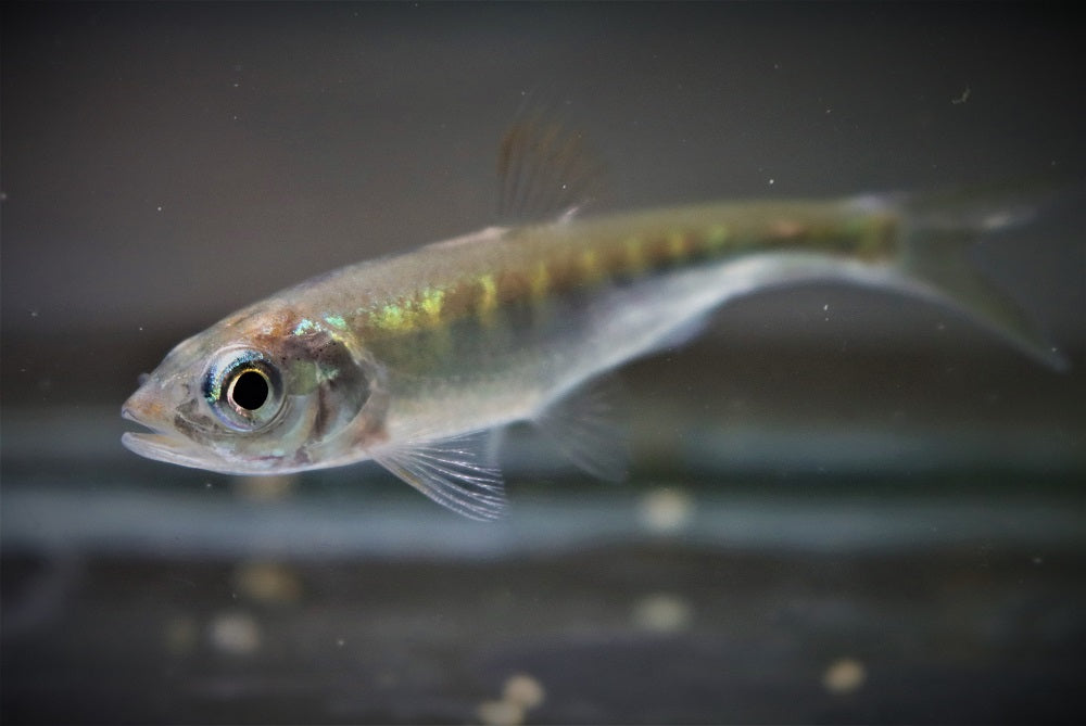 Drakenvis Vietnam (OPSARIICHTHYS SP. VIETNAM S)