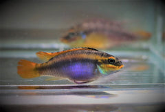 Kersenbuikcichlide Ndonga (PELVICACHROMIS KRIBENSIS NDONGA M)