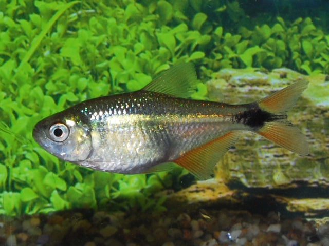Ruitenvlekzalm (HYPHESSOBRYCON ANISITSI  M)