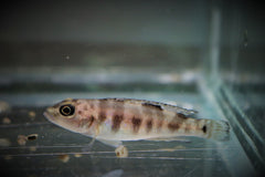 Tanganyika Cichlide Meeli (LEPIDIOLAMPROLOGUS MEELI S/M)