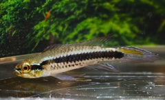Torpedodwergcichlide (TAENIACARA CANDIDI M)