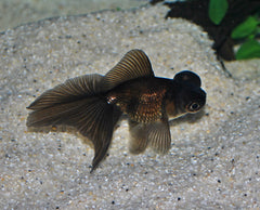 Sluier Butterfly Zwart (CAR. AUR. BUTTERFLY BLACK 6/7)