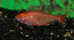 Rode Minor Goud (HYPHESSOBRYCON EQUES RED GOLD M)