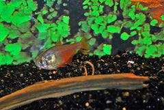Rode Rio (HYPHESSOBRYCON FLAMMEUS M)