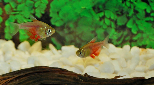 Rode Rio Oranje (HYPHESSOBRYCON FLAMMEUS ORANGE M)