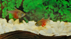 Rode Rio Oranje (HYPHESSOBRYCON FLAMMEUS ORANGE M)