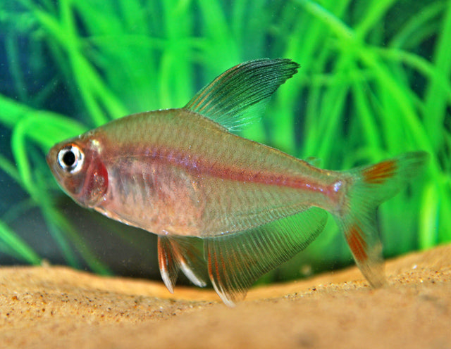 Rosaceus (HYPHESSOBRYCON BENTOSI M)