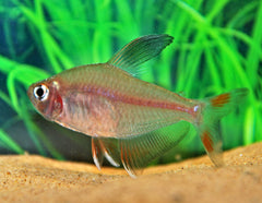 Rosaceus (HYPHESSOBRYCON BENTOSI M)