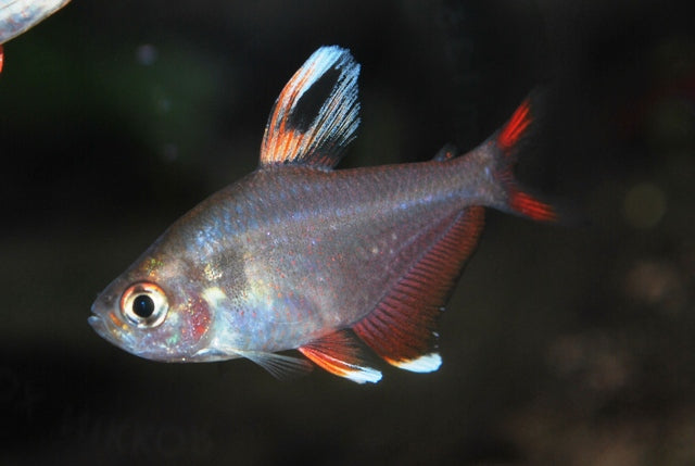 Witte Rosaceus (HYPHESSOBRYCON ROSACEUS WHITEFIN L)
