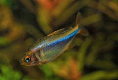 Tetra Wadai (HYPHESSOBRYCON WADAI M)