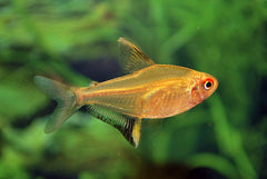 Citroentetra (HYPHESSOBRYCON PULCHRIPINNIS M)