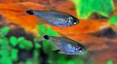 Tetra Elachys (HYPHESSOBRYCON ELACHYS M)