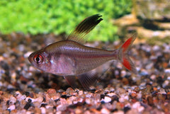Sikkeltetra (HYPHESSOBRYCON JACKROBERTSI S/M)