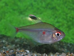 Bloedvlektetra (HYPHESSOBRYCON SOCOLOFI L)