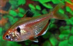 Schoudervlekzalm Goud (HYPHESSOBRYCON EQUES GOLD M)