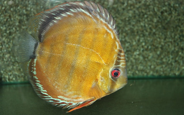 Discus nova olinda