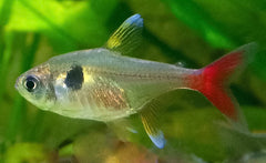 Gele Fantoomzalm (HYPHESSOBRYCON ROSEUS M)