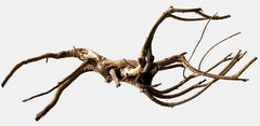 BLACK SPIDERWOOD