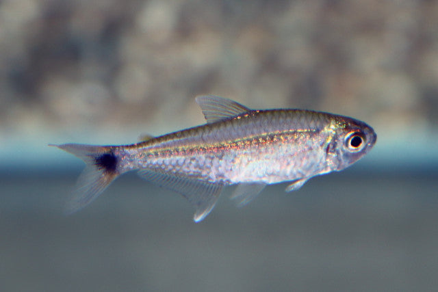 Goudtetra (HEMIGRAMMUS RODWAYI L)