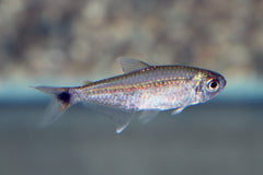 Goudtetra (HEMIGRAMMUS RODWAYI L)