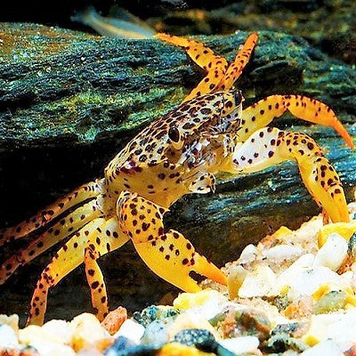 Parathelphusa pantherina Panterkrab