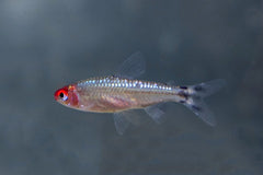 Roodkopzalm Diamant (HEMIGRAMMUS BLEHERI DIAMOND M)
