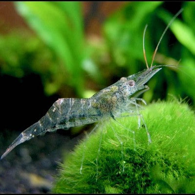 Natantia sp. Transparant garnaal L
