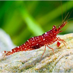 Neocaridina sp.red orchid garnaal