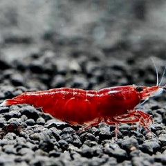 Neocaridina sp. bloody mary shrimp