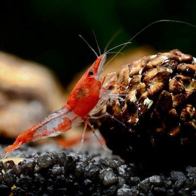 Neocaridina sp.red rili shrimp