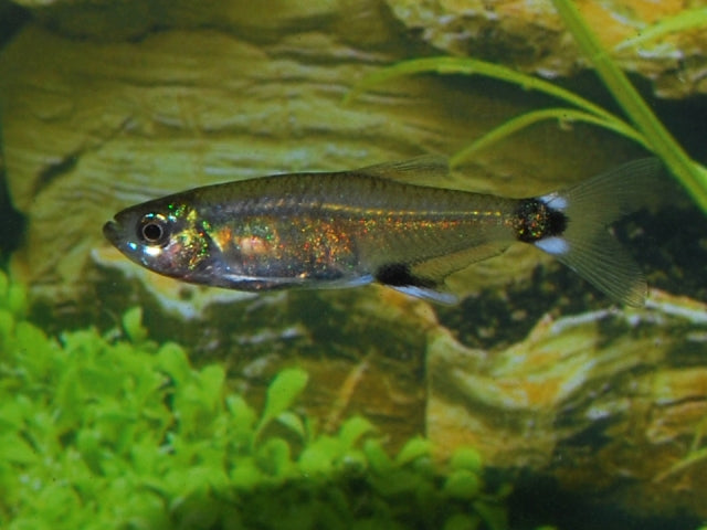 Panda Tetra (APHYOCHARAX NATTERERI L)