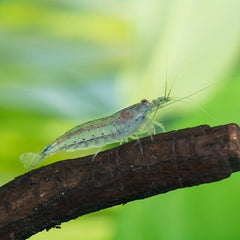 Cari.multidentata  Japonica garnaal @