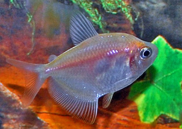Witte Tetra (GYMNOCORYMBUS TERNETZI WHITE M)