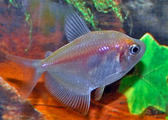 Witte Tetra (GYMNOCORYMBUS TERNETZI WHITE M)
