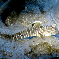 Periopthalmus gracilis   Slijkspringer M