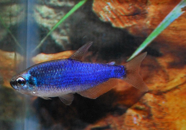 Koningszalm Super Blauw (INPAICHTHYS KERRI SUPER BLUE M)