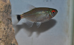 Roodoogzalm (MOENKHAUSIA SANCTAEFILOMENAE M/L)