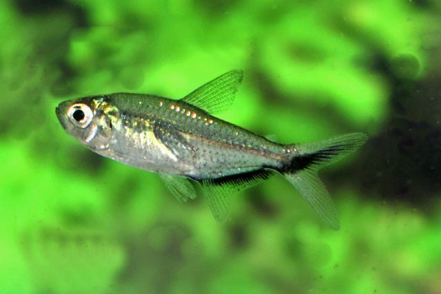 Signaalstreepzalm (MOENKHAUSIA COSTAE M)